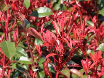 Glanzmispel 'Carré Rouge', 60-100 cm, Photinia x fraseri 'Carré Rouge', Containerware von Photinia x fraseri 'Carré Rouge'