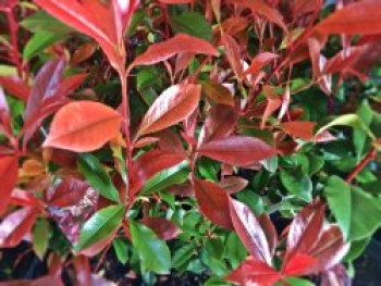 Glanzmispel 'Compacta', 30-40 cm, Photinia x fraseri 'Compacta', Containerware von Photinia x fraseri 'Compacta'