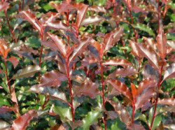 Glanzmispel 'Magical Volcano', 40-60 cm, Photinia x fraseri 'Magical Volcano', Containerware von Photinia x fraseri 'Magical Volcano'