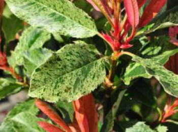 Glanzmispel 'Pink Crispy' ®, Stamm 80 cm, Photinia x fraseri 'Pink Crispy' ®, Stämmchen von Photinia x fraseri 'Pink Crispy' ®