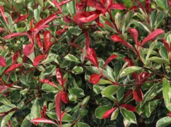 Weißgrüne Glanzmispel 'Pink Marble', 20-30 cm, Photinia x fraseri 'Pink Marble', Containerware von Photinia x fraseri 'Pink Marble'