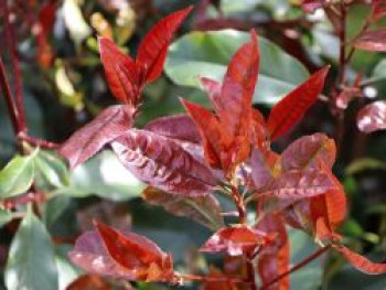Glanzmispel 'Red Select', 60-100 cm, Photinia x fraseri 'Red Select', Containerware von Photinia x fraseri 'Red Select'