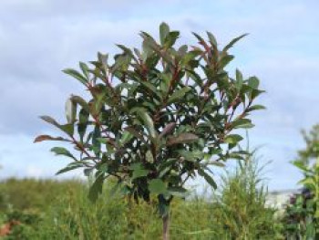 Glanzmispel 'Robusta Compact', 10-20 cm, Photinia x fraseri 'Robusta Compact', Topfware von Photinia x fraseri 'Robusta Compact'