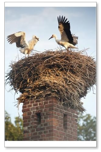 Kühlschrankmagnet Storche auf Schornstein in der Stadt Lenzen, Brandenburg, Deutschland, Europa von Photomagnet