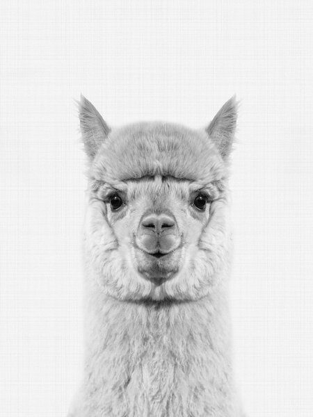 Photocircle Poster / Leinwandbild - Alpaca (Black and White) von Photocircle