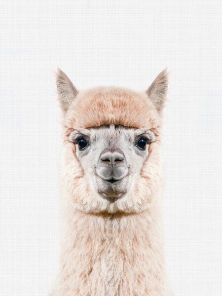 Photocircle Poster / Leinwandbild - Alpaca Photocircle Poster / Leinwandbild - Alpaca von Photocircle