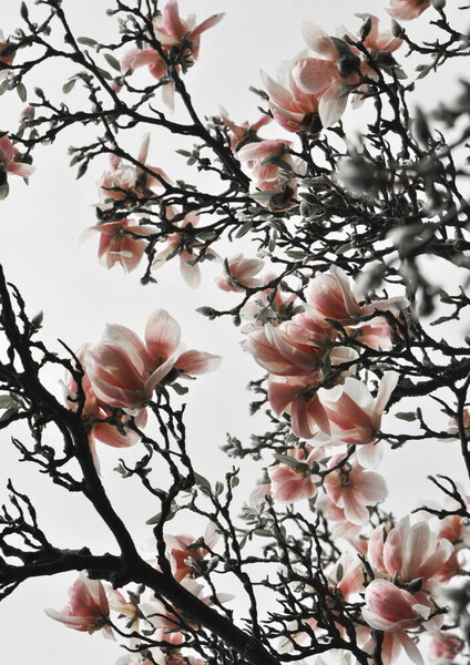 Photocircle Poster / Leinwandbild - Beautiful Blush Magnolia von Photocircle