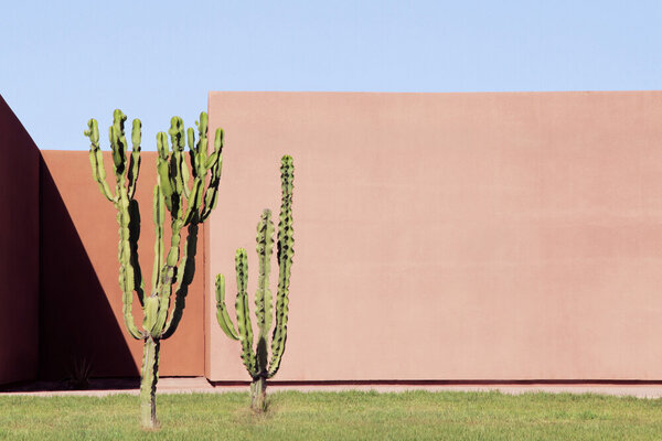 Photocircle Poster / Leinwandbild - Cactus Brothers von Photocircle