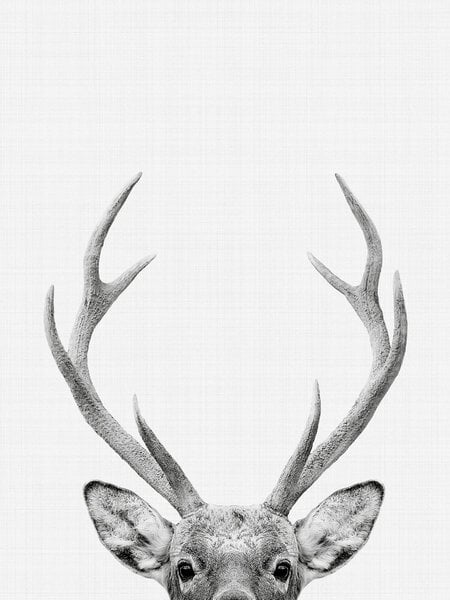 Photocircle Poster / Leinwandbild - Deer von Photocircle