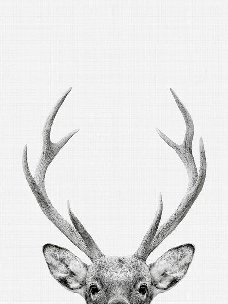 Photocircle Poster / Leinwandbild - Deer Photocircle Poster / Leinwandbild - Deer von Photocircle