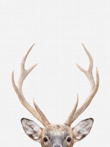 Photocircle Poster / Leinwandbild - Deer Photocircle Poster / Leinwandbild - Deer von Photocircle