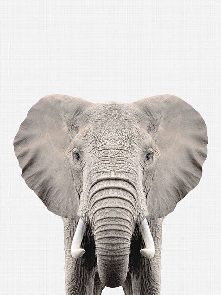 Photocircle Poster / Leinwandbild - Elephant Photocircle Poster / Leinwandbild - Elephant von Photocircle
