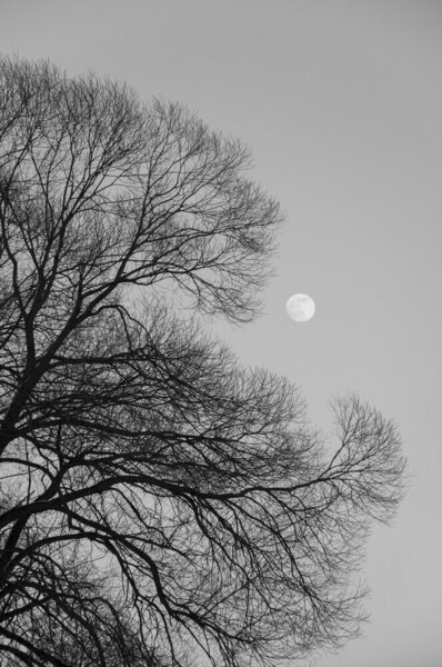 Photocircle Poster / Leinwandbild - FULL MOON loves winter tree - black & white edition von Photocircle
