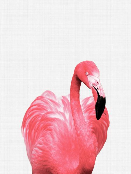 Photocircle Poster / Leinwandbild - Flamingo Photocircle Poster / Leinwandbild - Flamingo von Photocircle