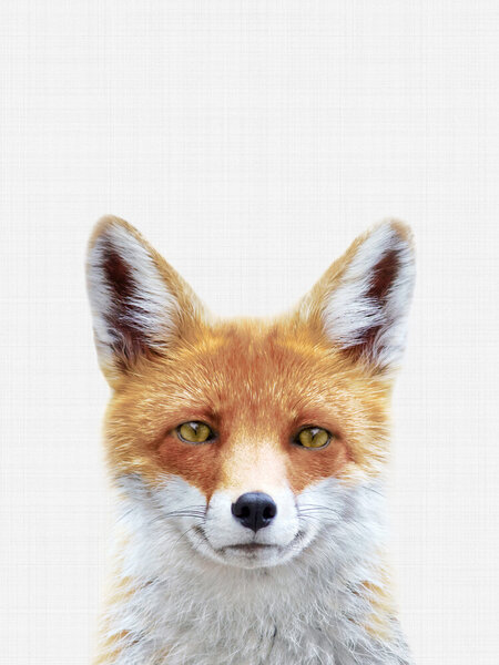 Photocircle Poster / Leinwandbild - Fox von Photocircle