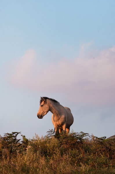 Photocircle Poster / Leinwandbild - Horse at Sunset von Photocircle