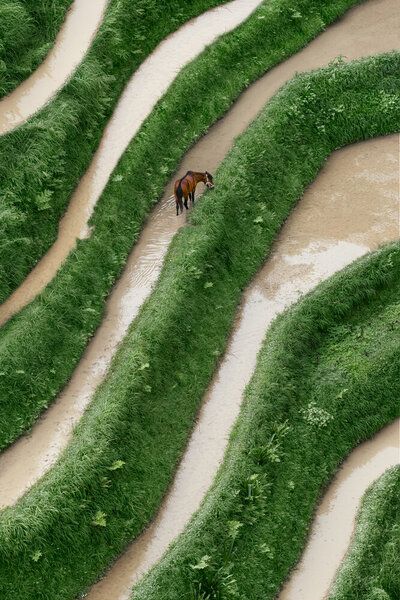 Photocircle Poster / Leinwandbild - Horse Photocircle Poster / Leinwandbild - Horse von Photocircle