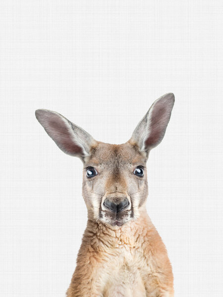 Photocircle Poster / Leinwandbild - Kangaroo von Photocircle