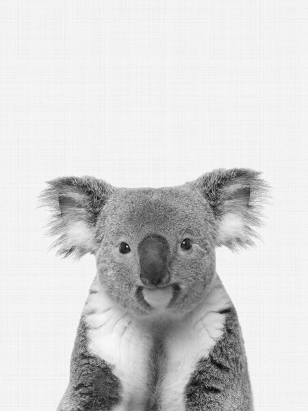 Photocircle Poster / Leinwandbild - Koala (Black and White) von Photocircle