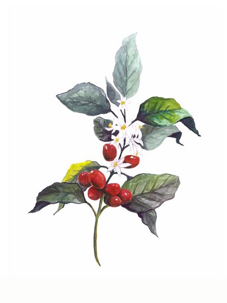 Photocircle Poster / Leinwandbild - Mantika Kaffee Pflanze von Photocircle