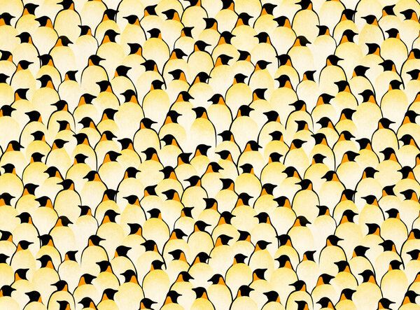Photocircle Poster / Leinwandbild - Pinguine Photocircle Poster / Leinwandbild - Pinguine von Photocircle