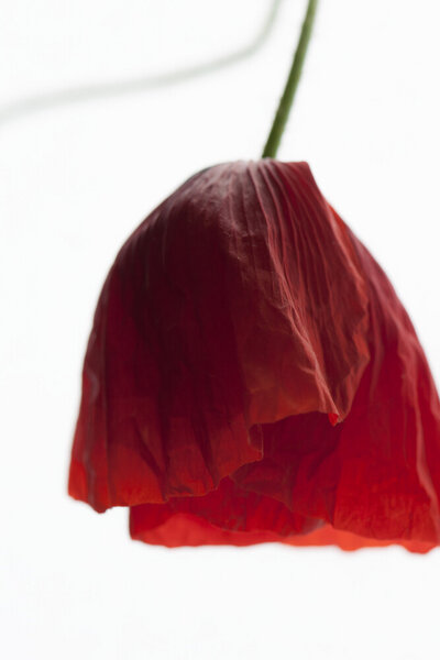 Photocircle Poster / Leinwandbild - Poppy Seed Dress von Photocircle