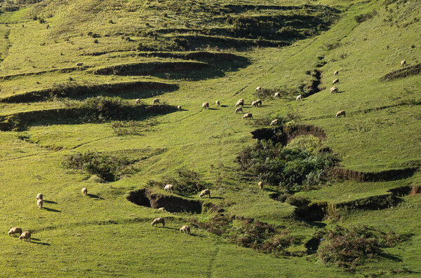 Photocircle Poster / Leinwandbild - Prairie Sheep at Sunset von Photocircle