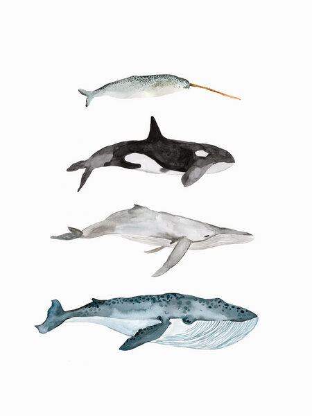 Photocircle Poster / Leinwandbild - Sea Life - Whales von Photocircle