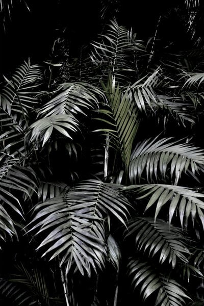 Photocircle Poster / Leinwandbild - Tropical Garden 3/5 von Photocircle