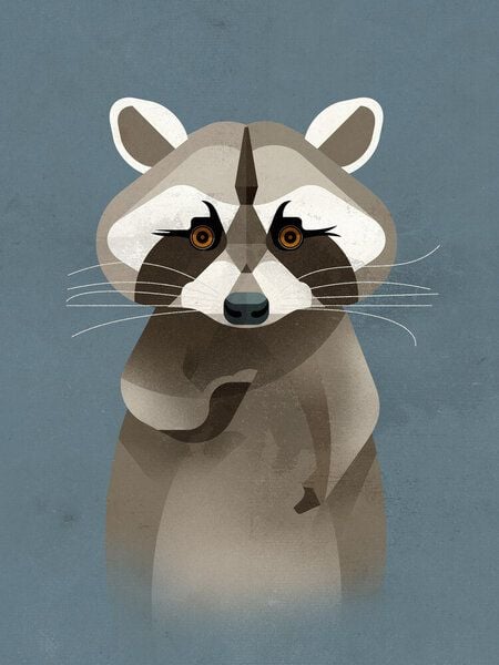Photocircle Poster / Leinwandbild - Waschbär Photocircle Poster / Leinwandbild - Waschbär von Photocircle