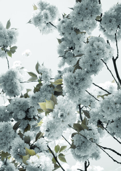 Photocircle Poster / Leinwandbild - White Spring Blossoms von Photocircle