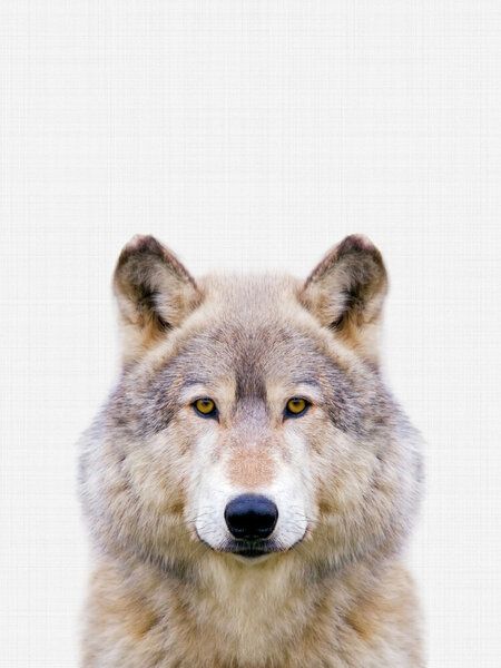 Photocircle Poster / Leinwandbild - Wolf Photocircle Poster / Leinwandbild - Wolf von Photocircle