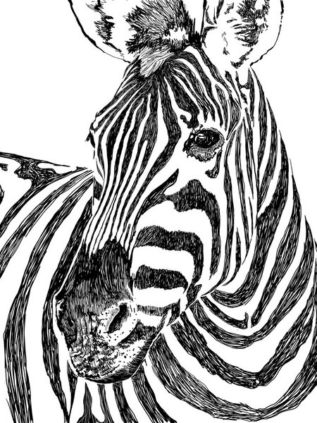 Photocircle Poster / Leinwandbild - Zebra von Photocircle