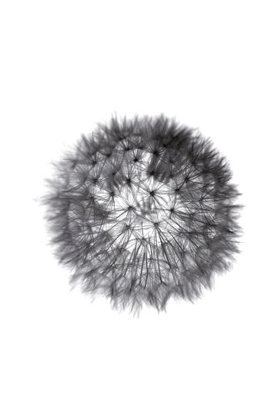 Photocircle Poster / Leinwandbild - grey GRAFIC dandelion von Photocircle