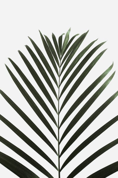 Photocircle Poster / Leinwandbild - lush TROPICAL palms von Photocircle