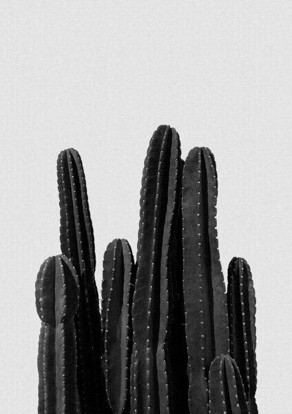 Photocircle Wandbild / Kunstdruck / Poster / Leinwand - Cactus Black & White von Photocircle