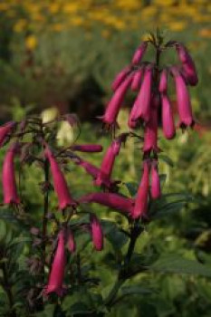 Kapfuchsie 'Sensation', Phygelius aequalis 'Sensation', Topfware von Phygelius aequalis 'Sensation'