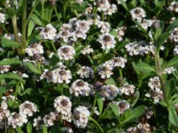 Teppich-Verbene / Kriechende Teppichverbene, Phyla nodiflora, Topfware von Phyla nodiflora