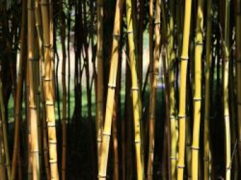 Bambus aureosulcata 'Spectabilis', 80-100 cm, Phyllostachys aureosulcata 'Spectabilis', Containerware Bambus aureosulcata 'Spectabilis', 80-100 cm, Phyllostachys aureosulcata 'Spectabilis', Containerware von Phyllostachys aureosulcata 'Spectabilis'