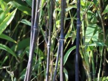 Schwarzer Bambus, 125-150 cm, Phyllostachys nigra, Containerware Schwarzer Bambus, 125-150 cm, Phyllostachys nigra, Containerware von Phyllostachys nigra