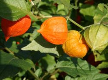 Lampionblume, Physalis alkekengi var. franchetii, Topfware von Physalis alkekengi var. franchetii
