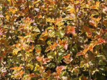 Blasenspiere 'Amber Jubilee' ®, 40-60 cm, Physocarpus opulifolius 'Amber Jubilee' ®, Containerware von Physocarpus opulifolius 'Amber Jubilee' ®