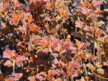 Blasenspiere 'Andre', 40-60 cm, Physocarpus opulifolius 'Andre', Containerware von Physocarpus opulifolius 'Andre'