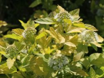 Blasenspiere 'Angel Gold' ®, 40-60 cm, Physocarpus opulifolius 'Angel Gold' ®, Containerware von Physocarpus opulifolius 'Angel Gold' ®