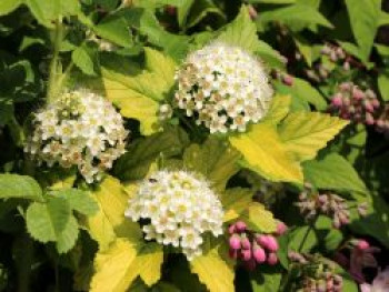 Blasenspiere / Gelbe Blasenspiere 'Dart's Gold', 40-60 cm, Physocarpus opulifolius 'Dart's Gold', Containerware von Physocarpus opulifolius 'Dart's Gold'