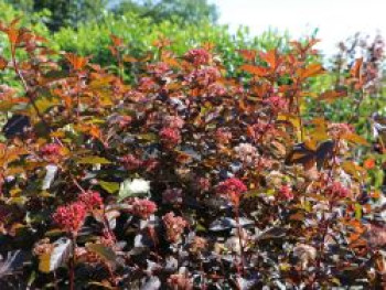 Fasanenspiere 'Diable d'Or' ®, Stamm 125 cm, 140-160 cm, Physocarpus opulifolius 'Diable d'Or' ®, Stämmchen von Physocarpus opulifolius 'Diable d'Or' ®