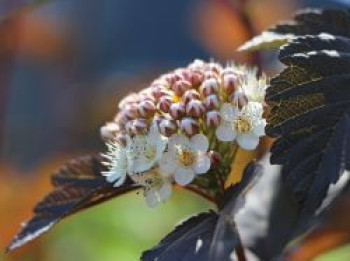 Dunkelrote Blasenspiere 'Diabolo', Physocarpus opulifolius 'Diabolo', Topfware von Physocarpus opulifolius 'Diabolo'