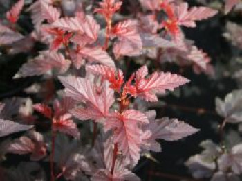 Fasanenspiere 'Lady in Red', 125-150 cm, Physocarpus opulifolius 'Lady in Red', Containerware XXL von Physocarpus opulifolius 'Lady in Red'