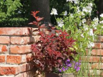 Fasanenspiere 'Little Angel', 30-40 cm, Physocarpus opulifolius 'Little Angel', Containerware von Physocarpus opulifolius 'Little Angel'