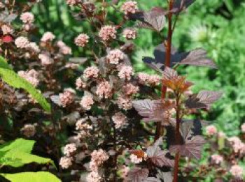 Fasanenspiere / Blasenspiere 'Little Devil' ®, 40-60 cm, Physocarpus opulifolius 'Little Devil' ®, Containerware von Physocarpus opulifolius 'Little Devil' ®